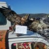 МЕЂУНАРОДНИ ДАН ПИСМЕНОСТИ