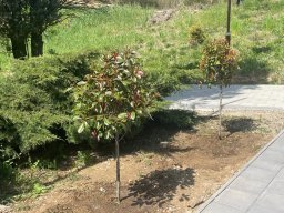 Акција садње 2026.